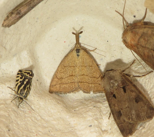 sötétaljú karcsúbagoly - Polypogon tentacularia