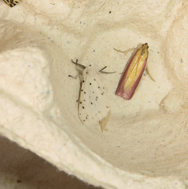 lucernamoly - Oncocera semirubella