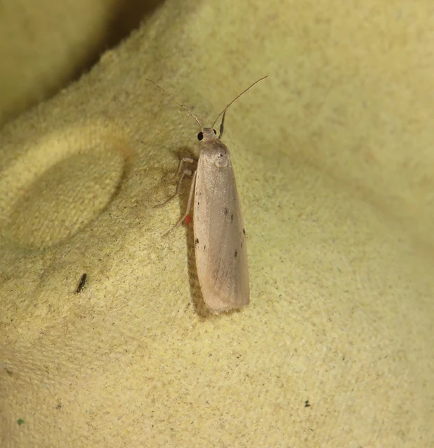 hamvas zuzmószövő - Pelosia muscerda