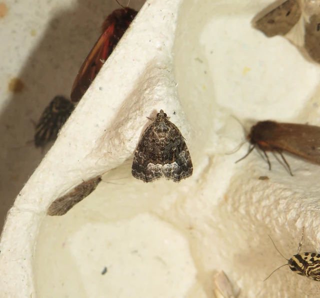 fehérsávos apróbagoly - Protodeltote pygarga