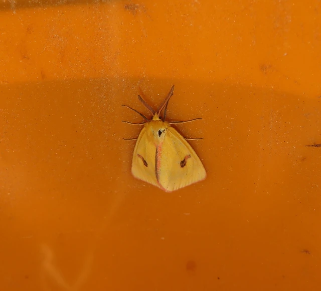 vörösszélű medvelepke - Diacrisia sannio