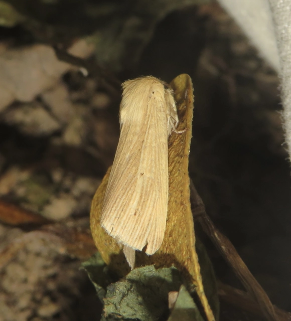 sápadt rétibagoly - Mythimna pallens