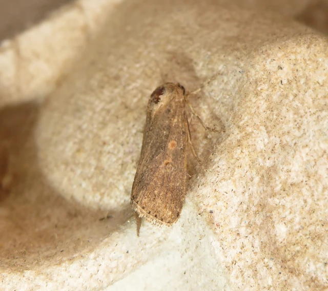 apró jegyesbagoly - Spodoptera exigua