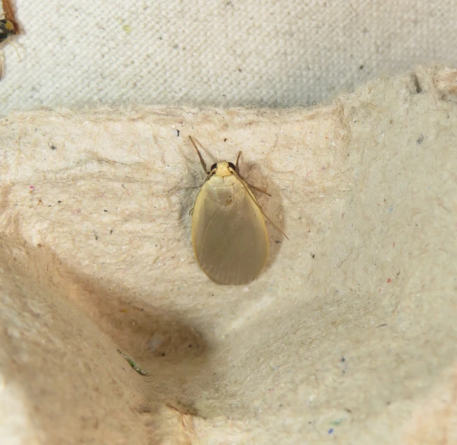 szürke zuzmószövő - Eilema griseola