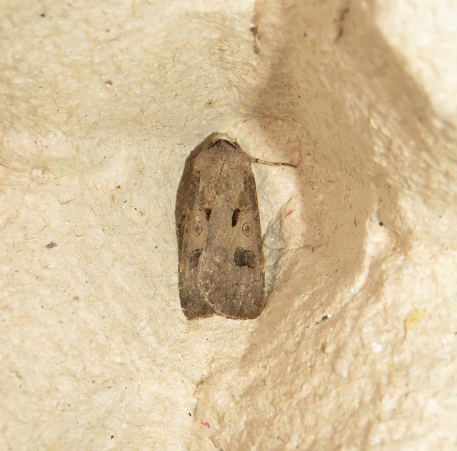 felkiáltójeles földibagoly - Agrotis exclamationis