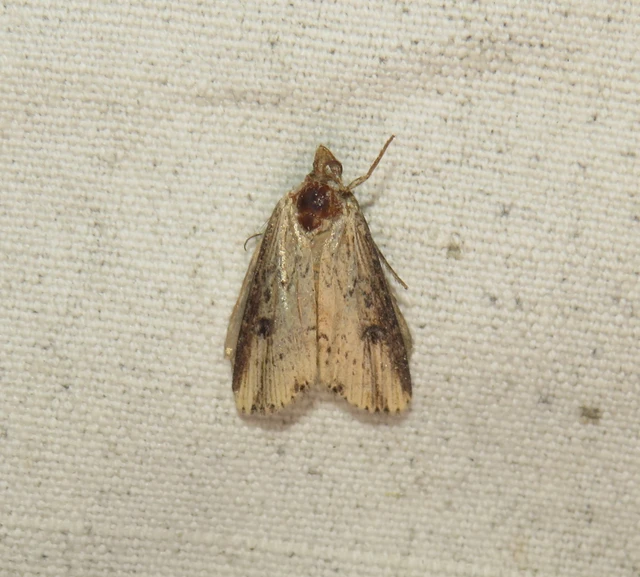 vonalkás földibagoly - Axylia putris