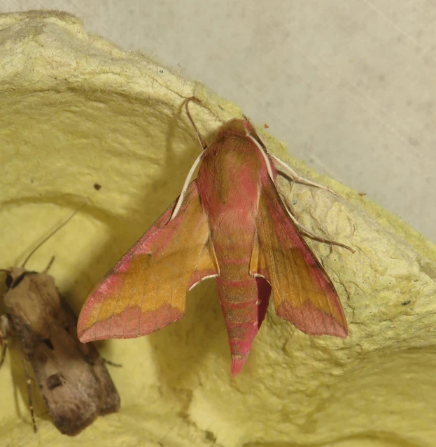 piros szender - Deilephila porcellus