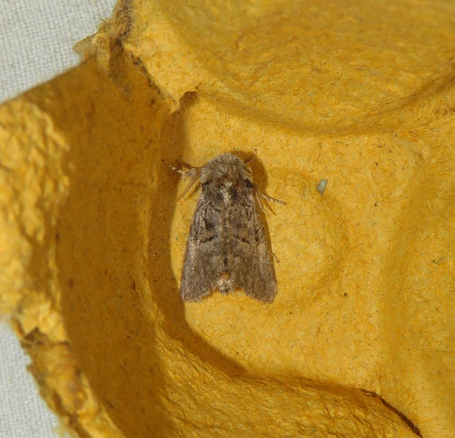 mogyoróbagoly - Colocasia coryli