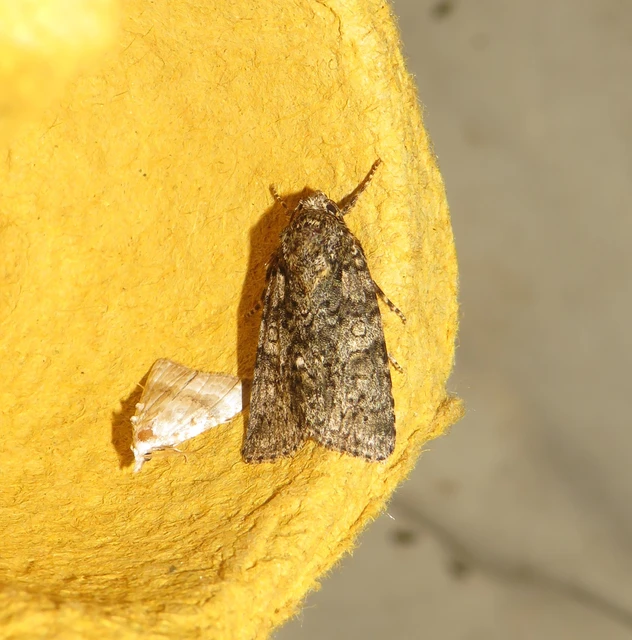 sóska-szigonyosbagoly - Acronicta rumicis