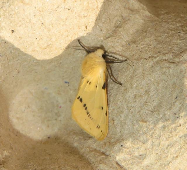 sárgás medvelepke - Spilarctia lutea