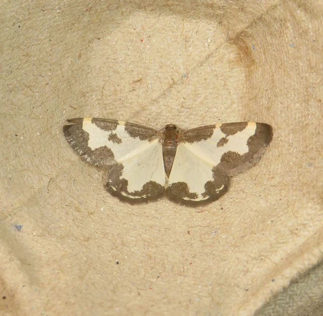 szegélyes nyárfaaraszoló - Lomaspilis marginata