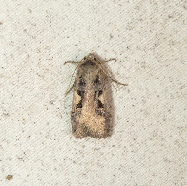 c-betűs fűbagoly - Xestia c-nigrum