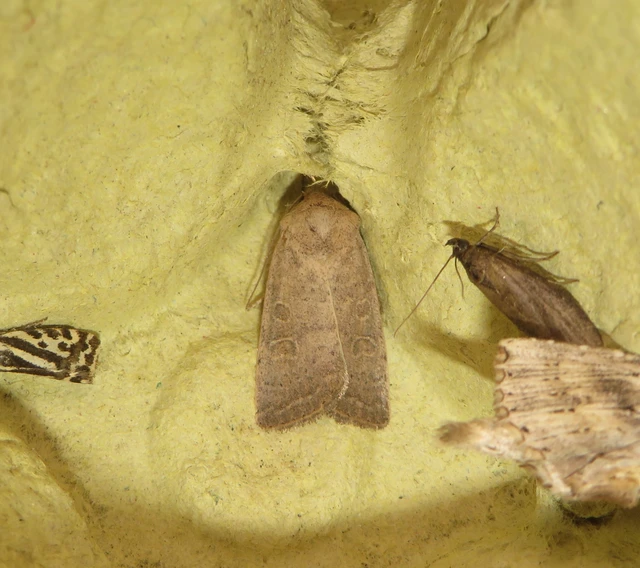 tömeges selymesbagoly - Hoplodrina ambigua