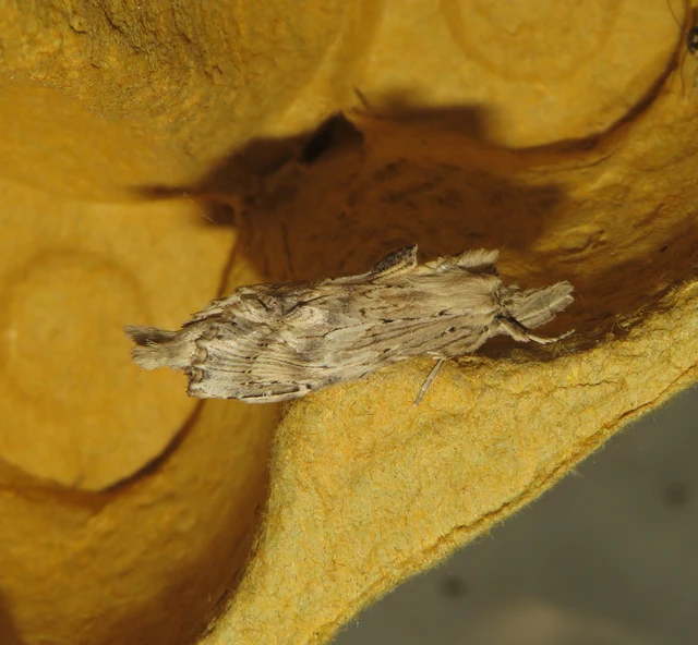 csőrös púposszövő - Pterostoma palpina