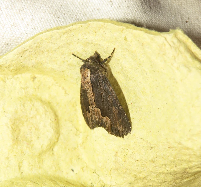 szurokbarna nyáribagoly - Dypterygia scabriuscula