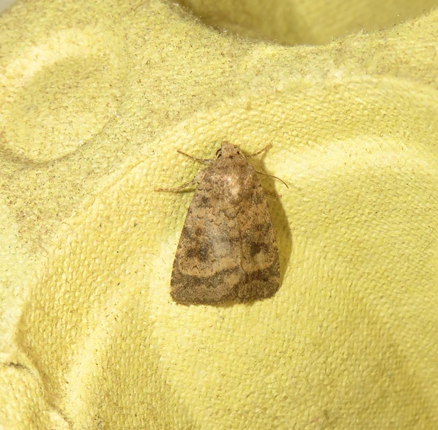 szulák-selymesbagoly - Caradrina morpheus