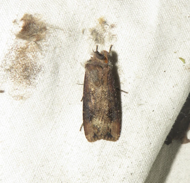 nagy földibagoly - Agrotis ipsilon