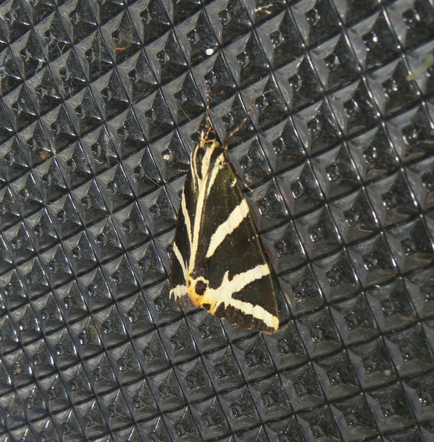 csíkos medvelepke - Euplagia quadripunctaria