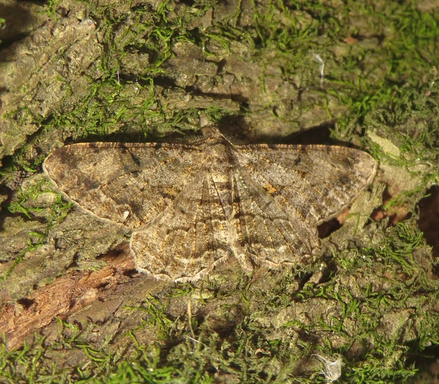 ékköves faaraszoló - Peribatodes rhomboidaria