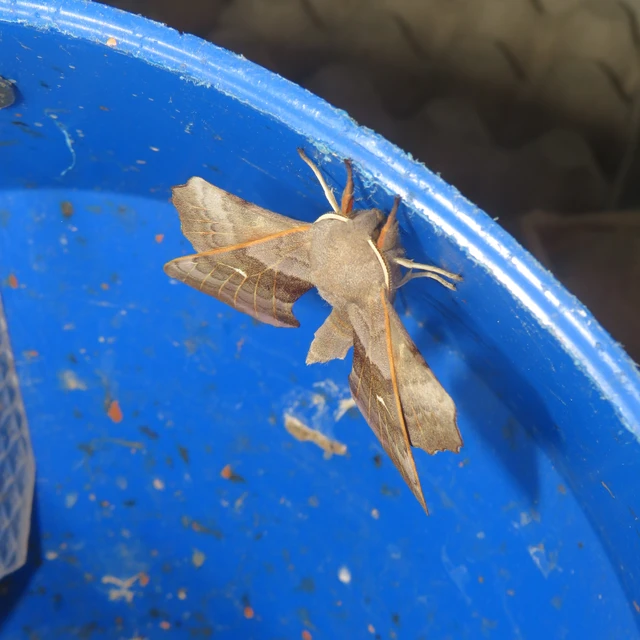 nyárfaszender - Laothoe populi