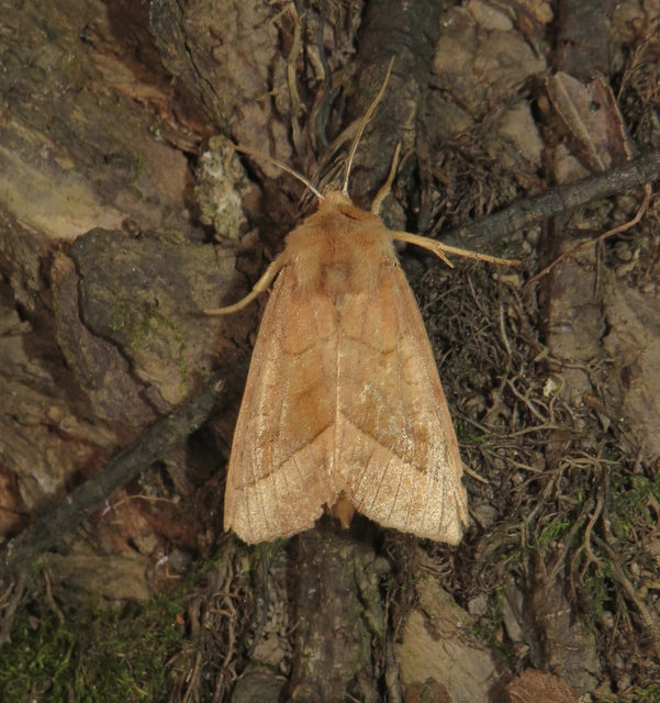 csillogó acsalapubagoly - Hydraecia micacea