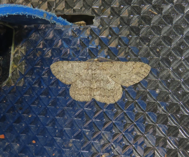 pettyes faaraszoló - Hypomecis punctinalis