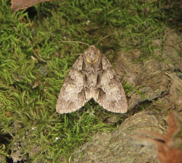 kis szigonyosbagoly - Acronicta strigosa