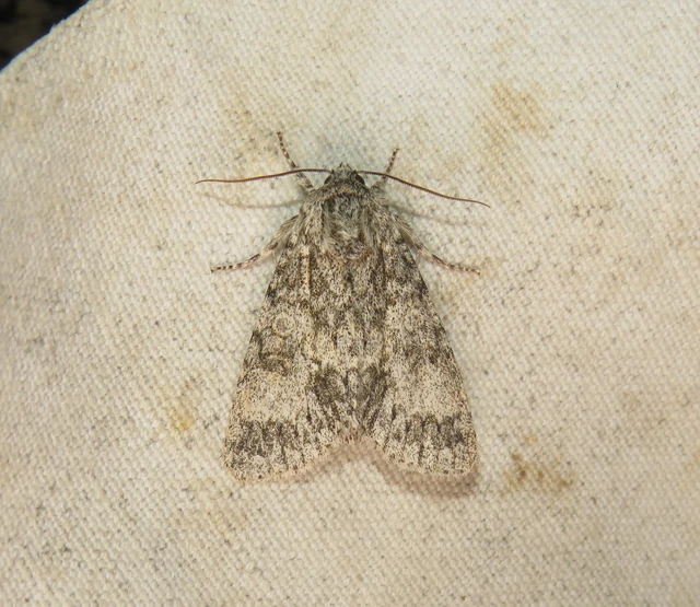 Acronicta megacephala - nagyfejű szigonyosbagoly