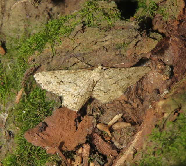 avararaszoló - Ectropis crepuscularia