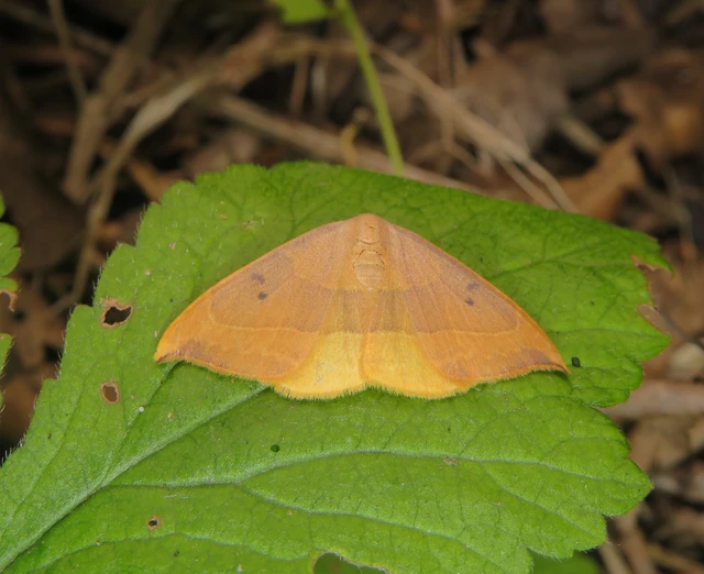 tölgyfa-sarlósszövő - Watsonalla binaria