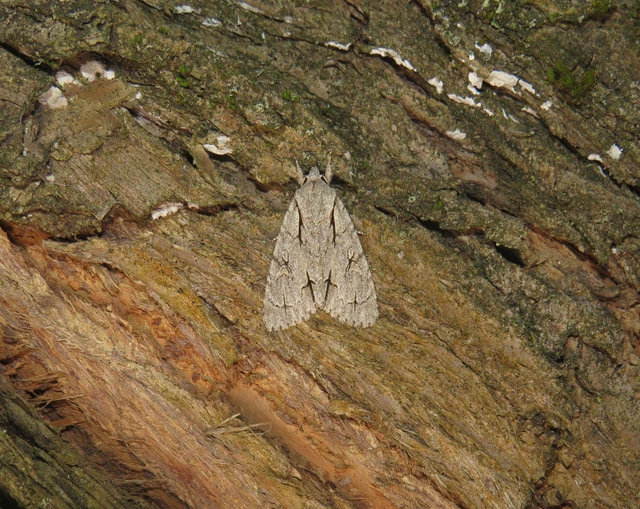 Acronicta cuspis/tridens/psi