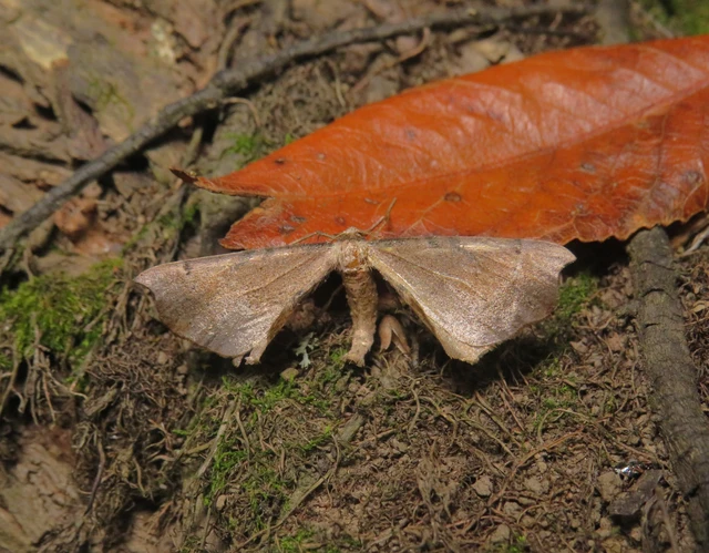 kecskerágó-araszoló - Artiora evonymaria