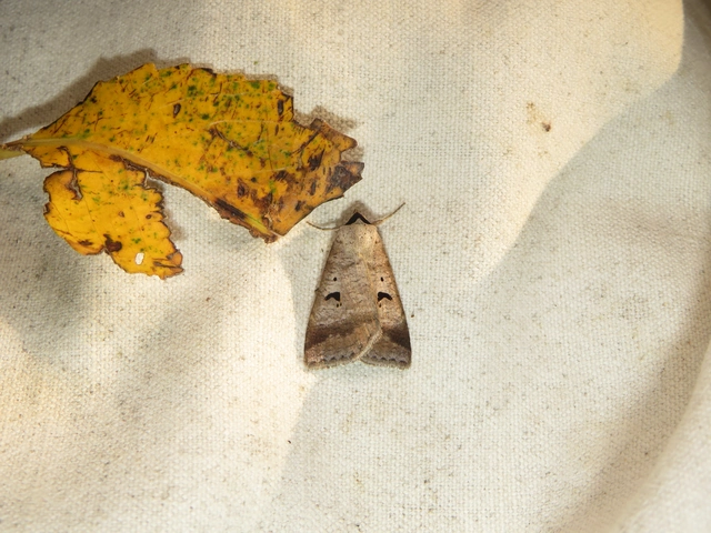 közönséges csüdfűbagoly - Lygephila pastinum