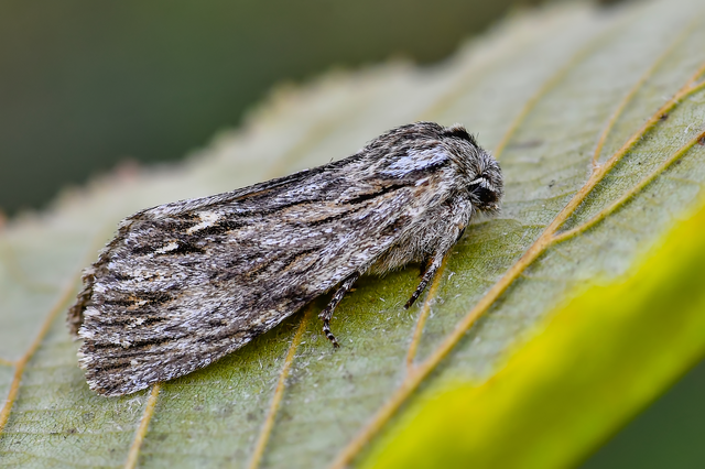 Asteroscopus sphinx - csillagnéző bundásbagoly