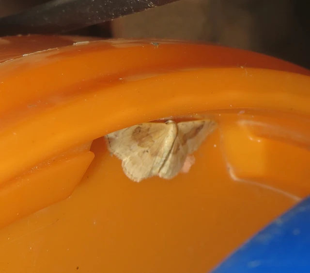 barnasávos araszoló - Idaea degeneraria