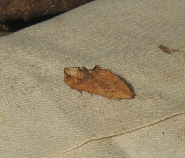 tevenyakú púposszövő - Ptilodon capucina