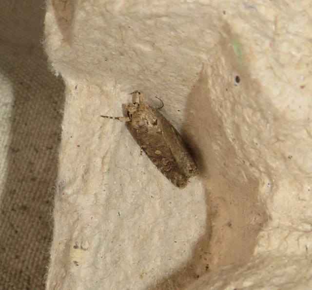 Spodoptera exigua - apró jegyesbagoly
