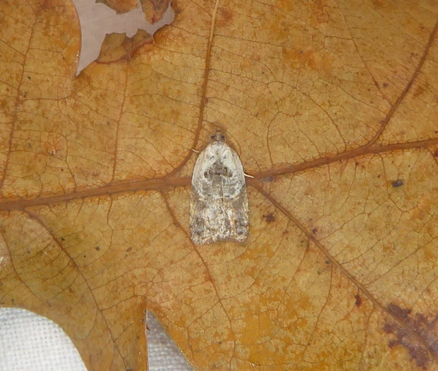 Acleris variegana - tarka levélmoly