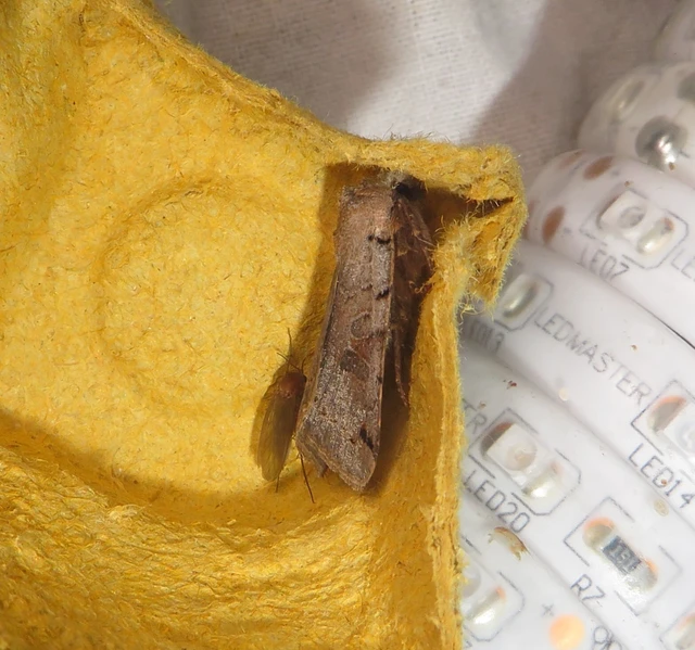 tarka őszibagoly - Anchoscelis litura