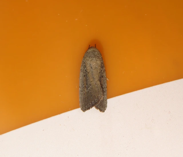 déli lápibagoly - Proxenus hospes