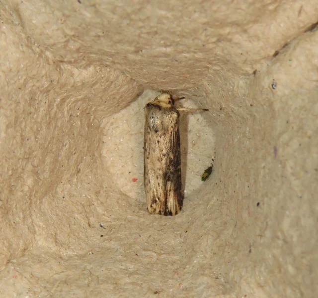Axylia putris - vonalkás földibagoly
