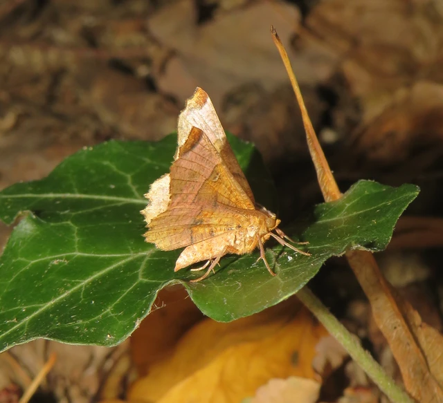 Selenia lunularia - egyfoltos holdasaraszoló
