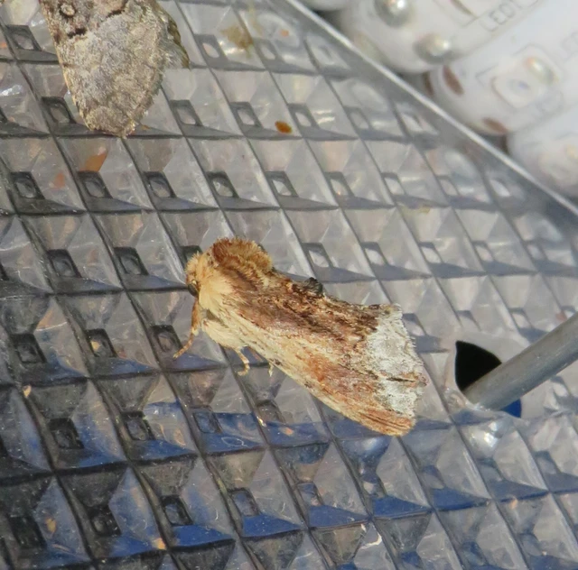 csuklyás púposszövő - Ptilodon cucullina