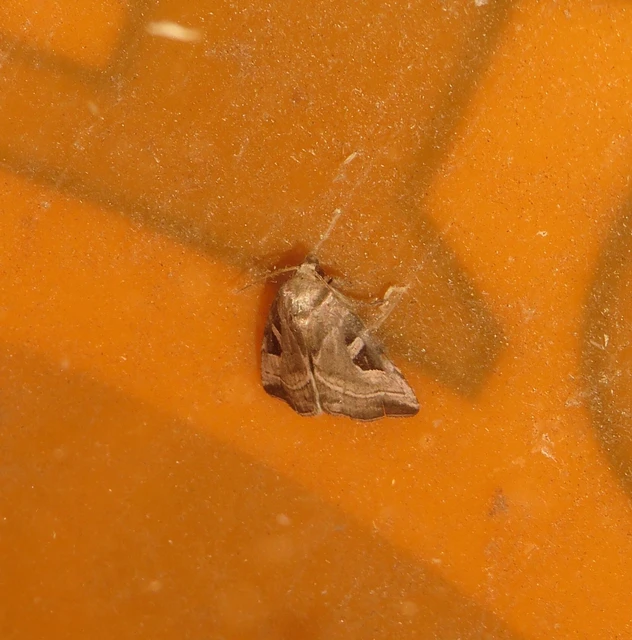 mocsári ametisztbagoly - Eucarta virgo