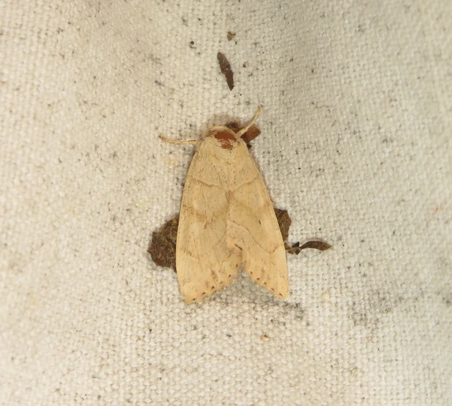 közönséges lombbagoly - Cosmia trapezina