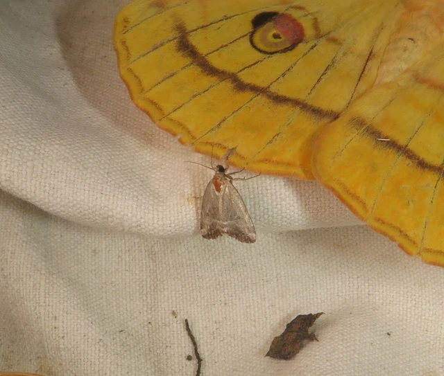 rózsaszínű mázasbagoly - Hapalotis venustula