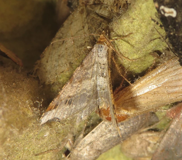 közönséges szürkearaszoló - Macaria alternata