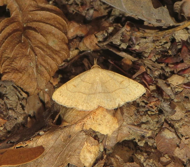 sárgás karcsúbagoly - Paracolax tristalis