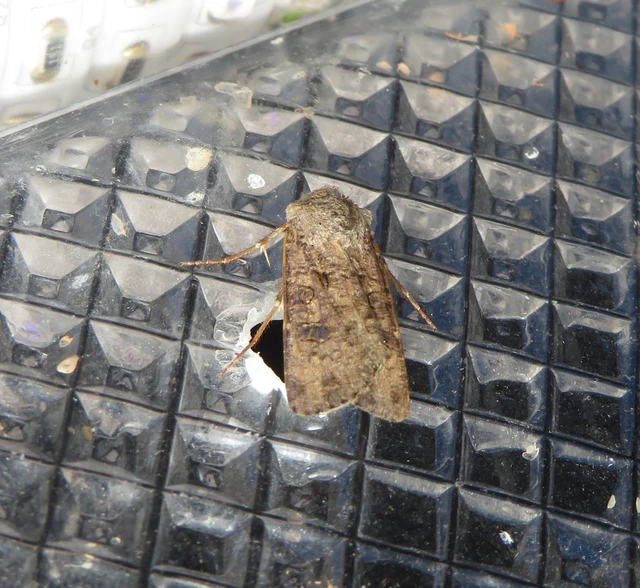 vetési földibagoly - Agrotis segetum