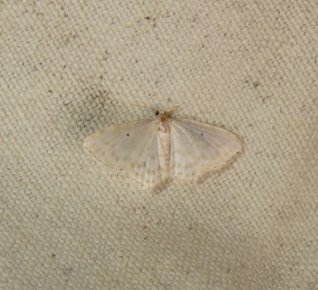 som-fehéraraszoló - Asthena anseraria